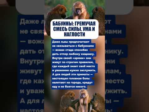 ЛЬВУ ЛУЧШЕ НЕ СВЯЗЫВАТЬСЯ: ЧТО МОЖЕТ БАБУИН #животные #интересныефакты #факты #истории #истории