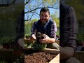 come #trapiantare una #pianta nell'#orto #faidate #consigli #mattthefarmer #consigli #aromatiche
