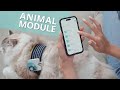 Unleash holistic wellbeing for your pets with healadvisor animal module