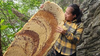 Harvesting Honey Bee Hive From Mountain Goes Market Sell  Lý Thị Ca