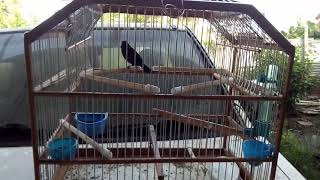 Download Lagu perfect roll and teacher bird you can use singing for a recording 🎶🔥🔥 MP3 Download Lagu perfect roll and teacher bird you can use singing for a recording 🎶🔥🔥 MP3