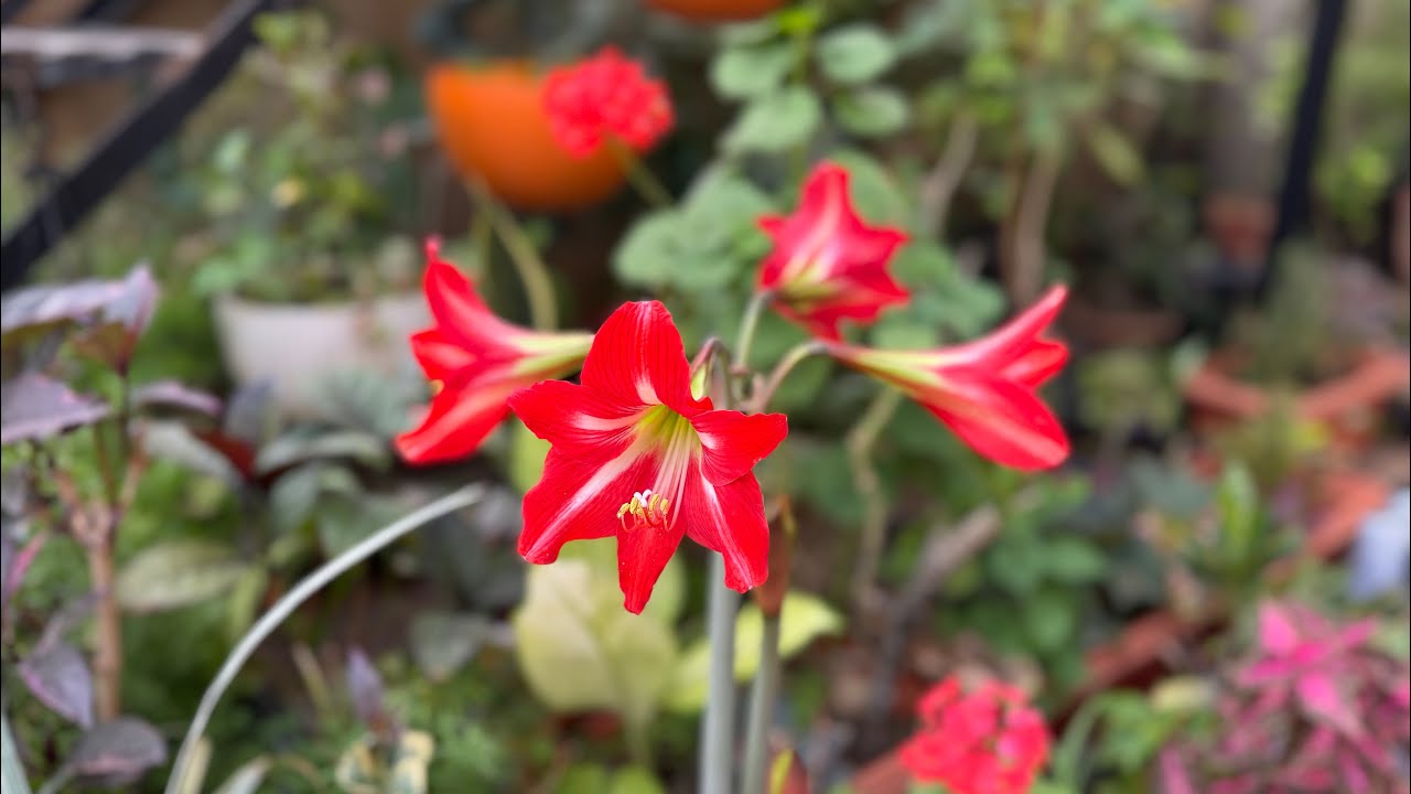 Amaryllis Flowers #amaryllis #bloom #flowers #plants 