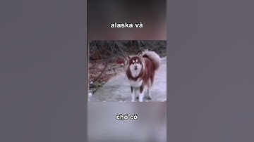 Alaska và chó cỏ =))