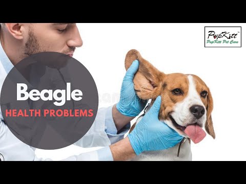 वीडियो: बीगल कुत्तों में रोग