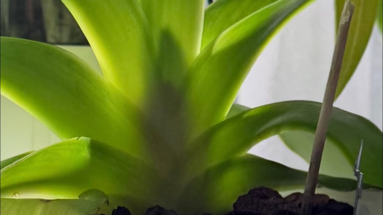 Как пафиопедилумы подсказывают нам,что будут цвести. Советы по уходу.#flowers#orchid#plants