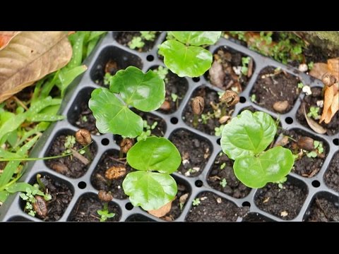 Video: Girminating Coffee Plant Seeds - How To Grow Coffee From Seed