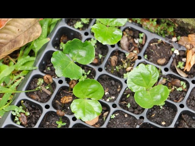 How To Germinate Coffee Beans - YouTube