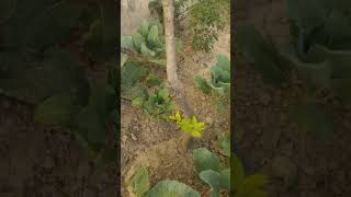 परिवार से अलग होके आजादी मिलती हैं लेकिन...  #parvachan #truelines #shortsfeed #please_subscribe