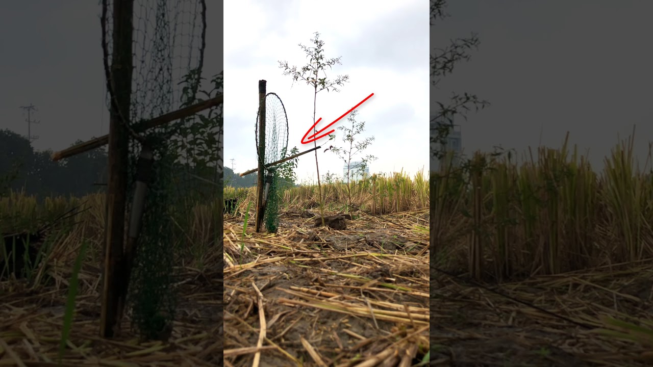 Making a bird trap with an old fish racket