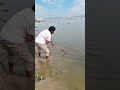 #নদীর_মাছ