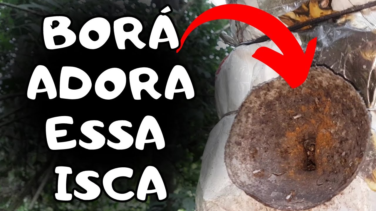 Meliponicultura: O Segredo da ISCA BRANCA para Capturar Abelhas BORÁ e JATAÍ .Aumente Suas Capturas!
