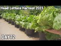 화분에 양상추 키우기 수확🥬💕ㅣ Head Lettuce Harvest 2023