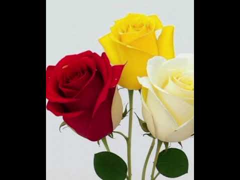 تعطيره عبدالرزاق حسين الرشيد