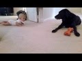 Baby's first crawl with her dog... what a cute ending!