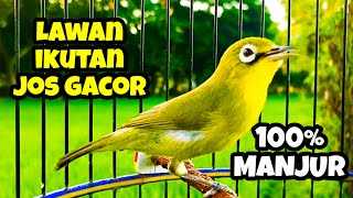 Download lagu CIAK JOS KECIAL KUNING GACOR PINTAR BIKIN EMOSI LAWAN
