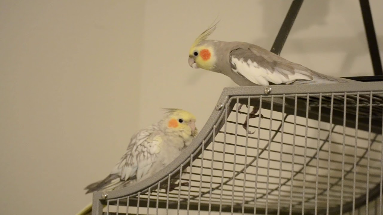 Pros and Cons of owning a Cockatiel Berto The Bird YouTube