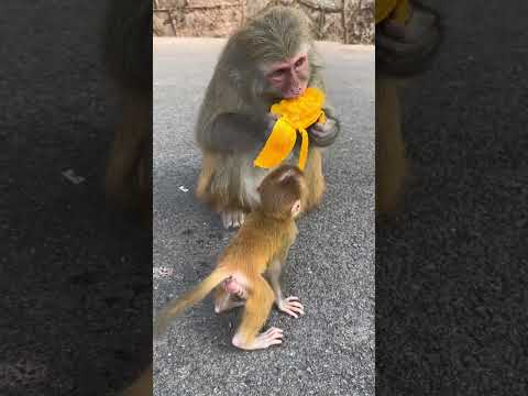 Baby monkey: Give me a mango, mom!