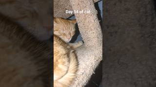 Day 14 Of Cat