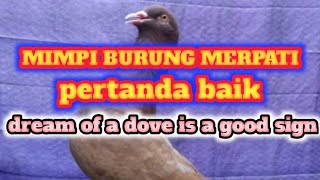 Miimpi burung merpati