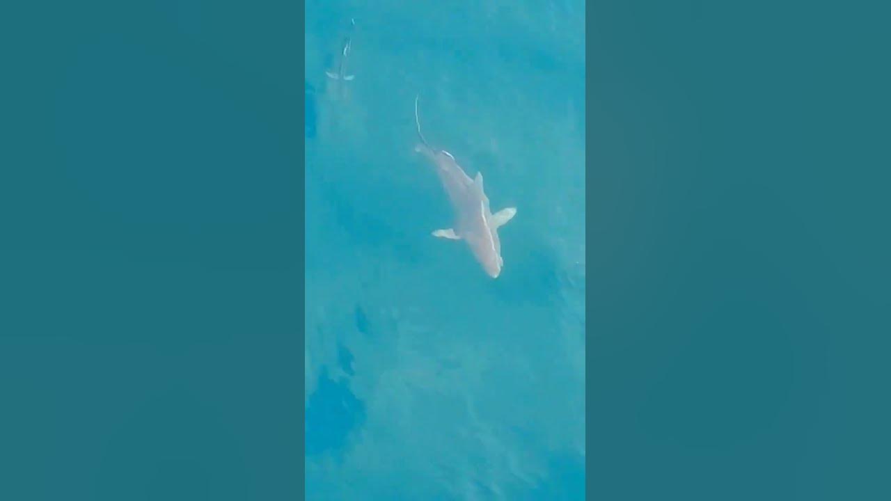 Акула🦈😍😍 - YouTube