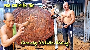 Bất Ngờ!! Trại Cưa Gọi Gấp Vua Khỉ Trở Lại Cưa Thêm Cây Gỗ Lim Siêu Khủng Ra Làm 3 Đoạn