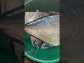 Ikan 10 Kg, tangan sepupu besarpun Masih kecil di kepala ikan😨 #keysy #trending #news #ikan #food