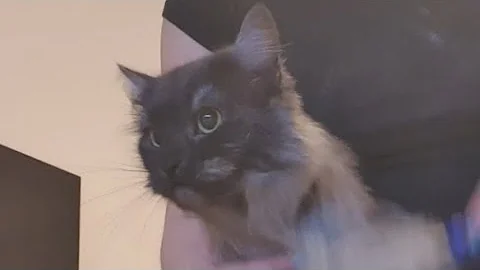 Watch the video about 🐱💖 Siberian Cat Grooming #catgrooming #grooming #groomingcat #cat #catlover #catlife #cutecat #cats