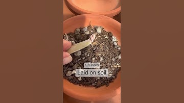 Thumbnail of Succulent Tips | Which succulent leaf propagation method works best?