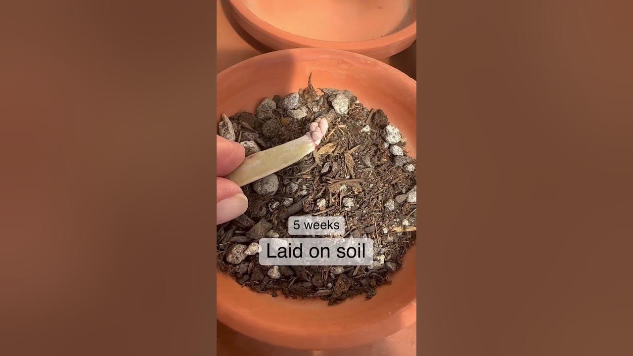 Succulent Tips | Which succulent leaf propagation method works best?