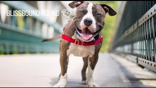 Bliss Bound Hound - Dog Walking Oakland, CA