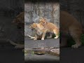 レイを迎えに行くママ🦁甘えるレイ|旭山動物園ライオン #shorts