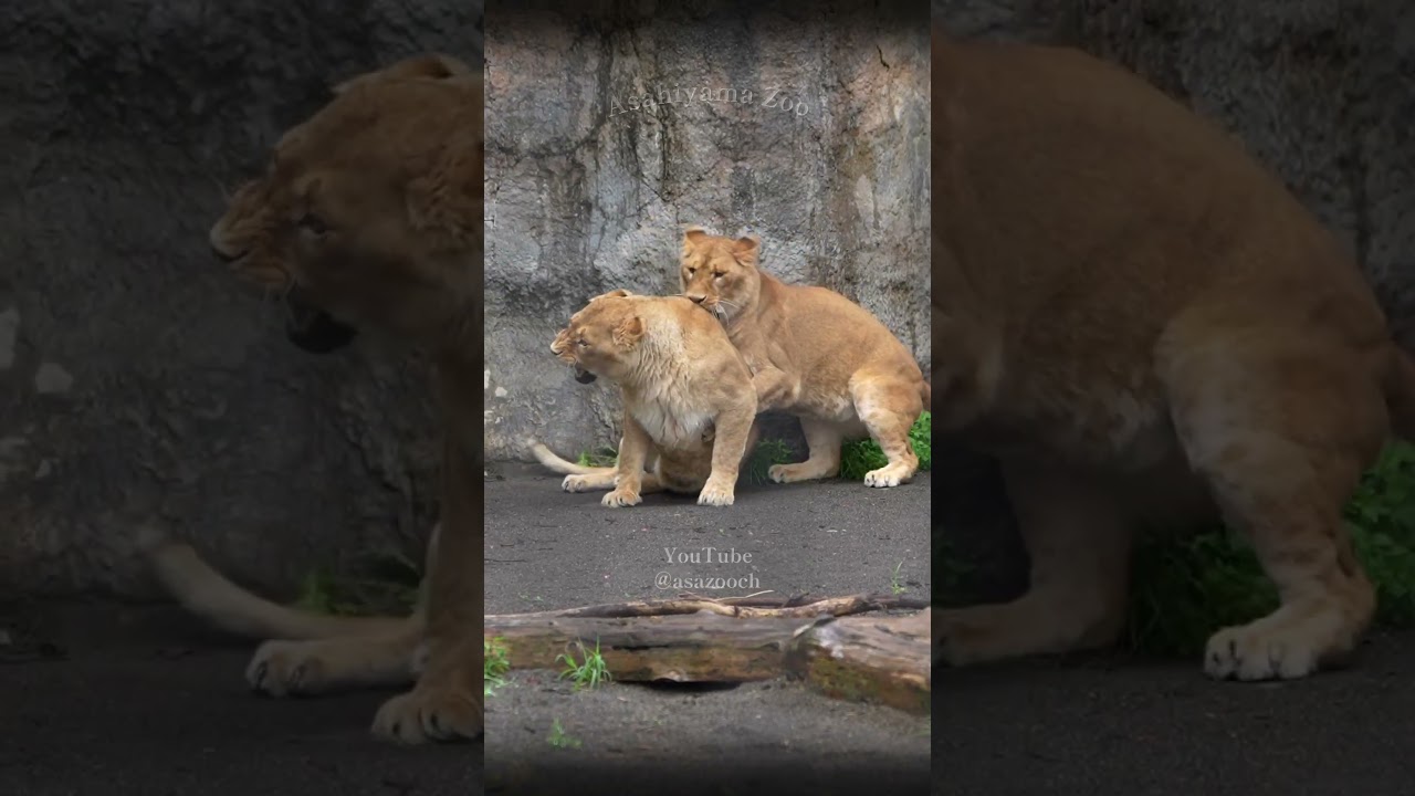 レイを迎えに行くママ🦁甘えるレイ|旭山動物園ライオン #shorts