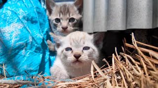 A kitten hiding behind a warehouse gathers up the courage to come out and reach its mother