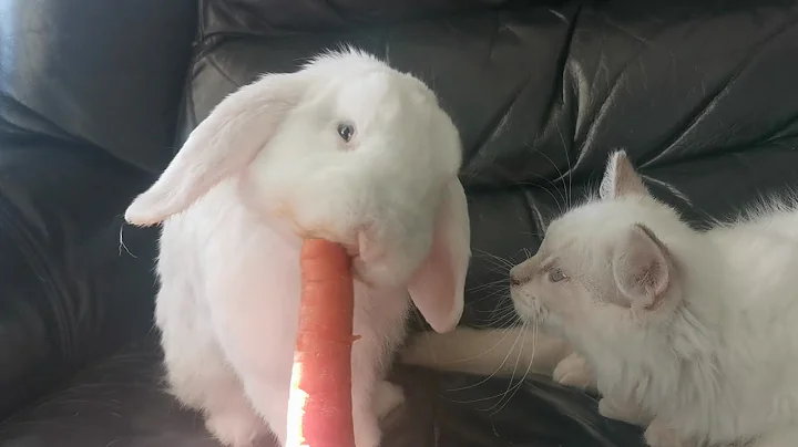 Video 11271261: cute kitten meets, cute kitten first