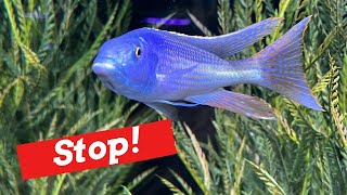5 Reasons to NOT Keep African Cichlids [and 5 Reason Why You Should!]