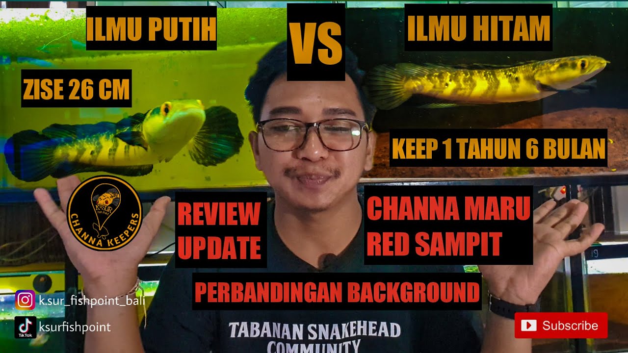 REVIEW UPDATE CHANNA MARU RED SAMPIT 26CM❗️BG HITAM VS PUTIH❗️KEEP 1 TAHUN 6 BULAN @K-Sur Fish Point