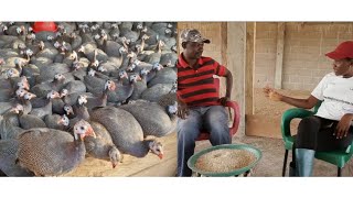 I Dropped My Polytechnic Certificate || To Become Guinea Fowl Breeder & Financially Empowered