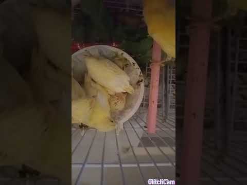 ضرب فراخ الكناري من طرف دكر