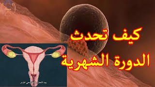 كيف تحدث الدورة الشهرية عند النساء؟ موضوع شامل و نصائح مهمة .