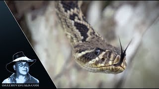 Rattlesnakes In Trees 01