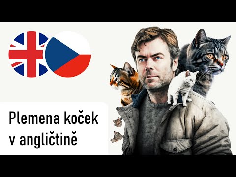 Video: Britská krátkosrstá