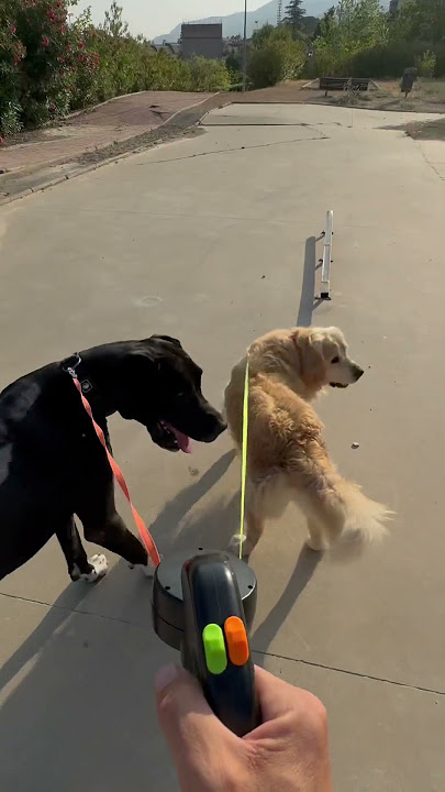 Your dogs will thank you — and so will you, trust me! Double anti-tangle leash is a game-changer 😍