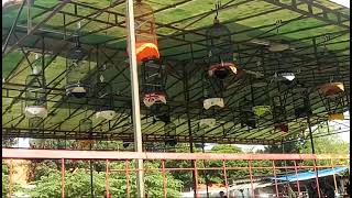 simulasi suara lomba lovebird, melatih mental lovebird