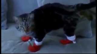 Лучшие приколы Кот в сапогах Лучшие приколы Кот в сапогах