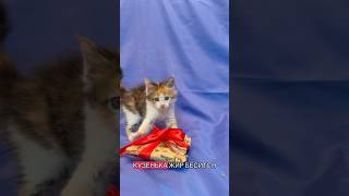 Это наш кузинька #юмор #cat #мейнкун #кот