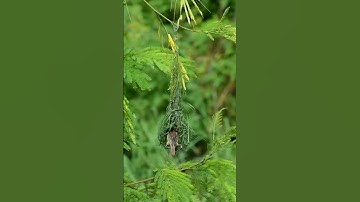 Beautiful Bird Building Its Nest | Nature Shorts