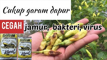 Manfaat garam dapur untuk cabe patek (antraknosa). Bagian 1