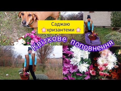 КВІТКОВЕ ПОПОВНЕННЯ |🌸 САДЖАЮ ХРИЗАНТЕМИ 🌸| ХРИЗАНТЕМАМИ | НА ДАЧІ | МІЙ ЧАРІВНИЙ САД | КВІТИ |
