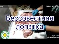 #свинаялопатка Что можно приготовить из свиной лопатки?