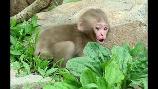 Crying baby monkey after noticing no mother